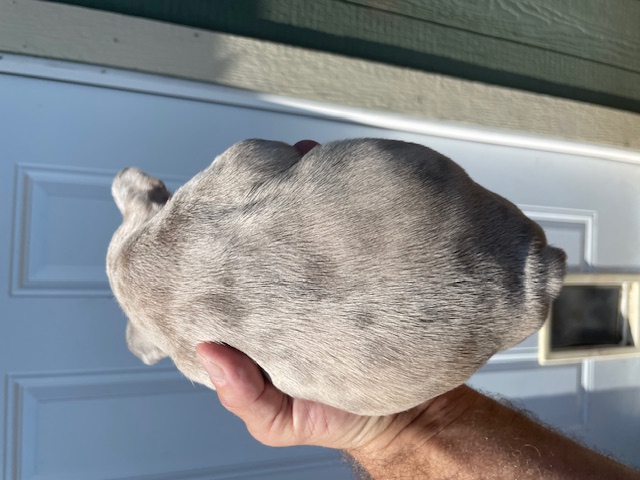 frenchie puppy