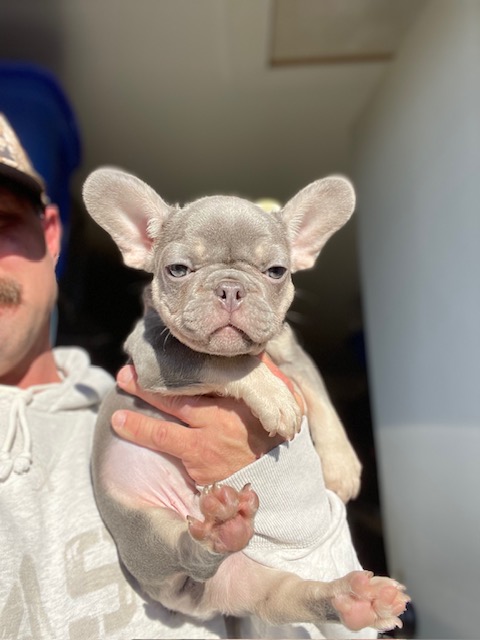 frenchie puppy