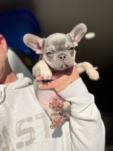 frenchie puppy