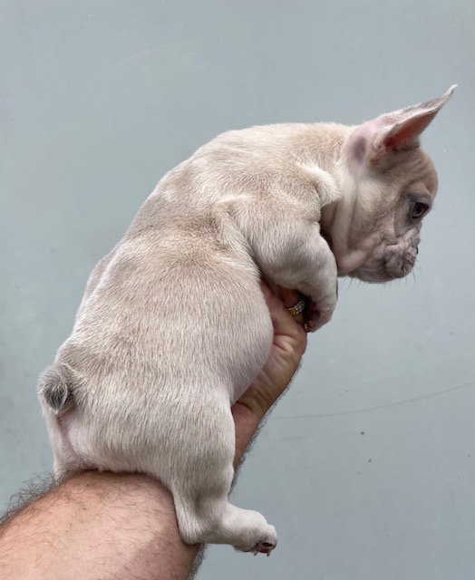 frenchie puppy