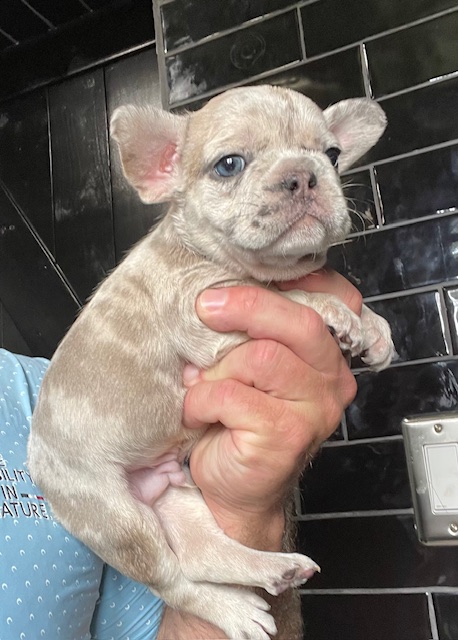 frenchie puppy