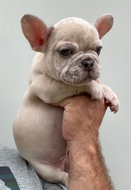 frenchie puppy