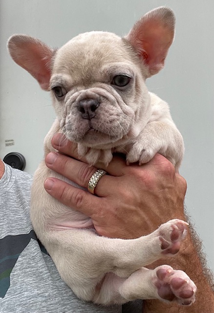 frenchie puppy