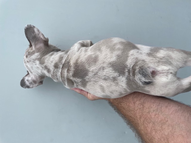 frenchie puppy
