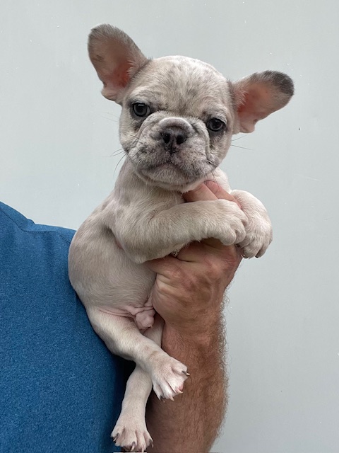 frenchie puppy