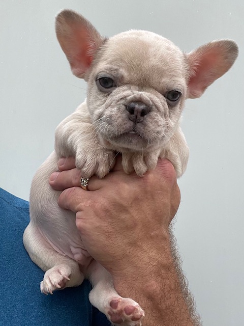 frenchie puppy