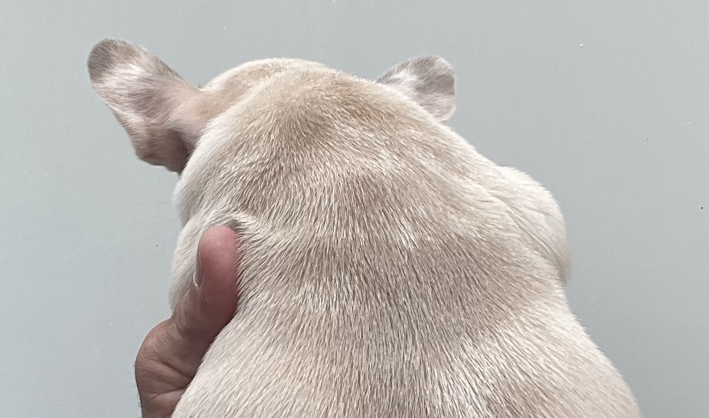 frenchie puppy
