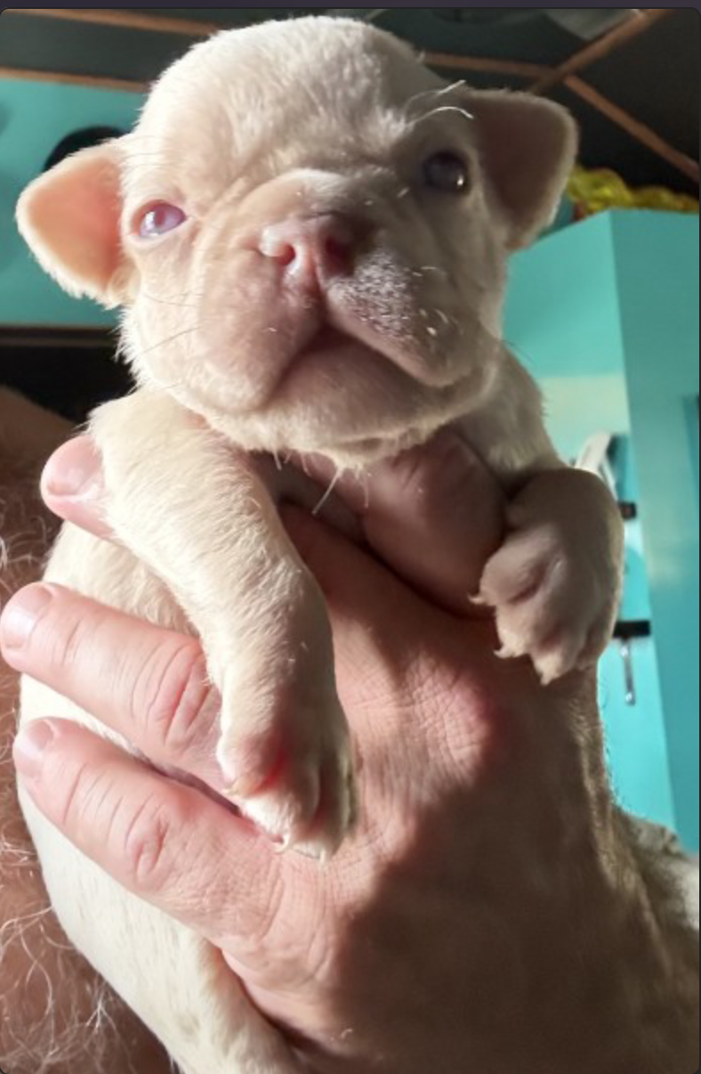 frenchie puppy